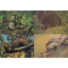 Hedgehog Grey Squirrel Fine Marten Otter 4x Arthur Dixon 1970s Postcard s