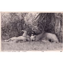 Lions At Queen Elizabeth National Park Uganda Zoo Old Postcard