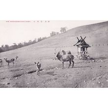 Wakakusayama Mountain Deer Nara Japanese Old Postcard