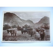Glencoe – Invereggan Highlanders – Highland Cattle. Best of All – J B White Ltd.