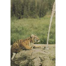 Siberian Tiger Cup at Marwell Zoo Hampshire Postcard