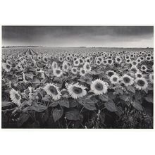 Philippe Pache Foule De Tournesois Giant French Sunflower Field Postcard