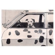 DALMATIAN DOG, 'FINGAL' used postcard c.1980 photo by Chris Smith 1979