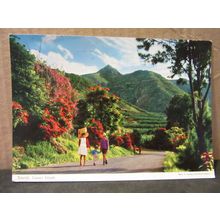 TENERIFE, CANARY ISLAND, SPAIN used postcard by John Hinde. =