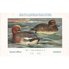 Eurasian Wigeon Anas Penelope WW2 Bird Vintage Rare Postcard