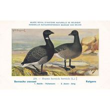 Brante Bernicla Goose Geese WW2 Bird Vintage Rare Postcard