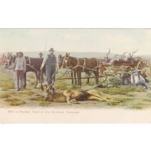 Deer Animal Slaughter At Koodoo Hunt Transvaal South African Old Postcard