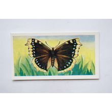 1958 Swettenham tea card Butterflies & Moths No. 9 Camberwell Beauty