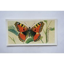 1958 Swettenham tea card Butterflies & Moths No. 7 Small Tortoiseshell