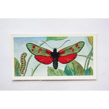 1958 Swettenham tea card Butterflies & Moths No. 4 Six-spot Burnet