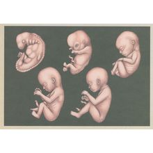 Human Foetal Development Foetus Birth Stages Of Growth Postcard