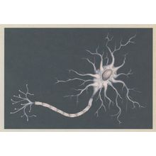 Neuron Nerve Cell Close Up Human Body Biology Postcard