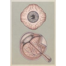 Human Eye & Retina Muscles Human Anatomy Morbid Postcard