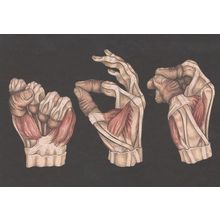 Hand Muscles Power Grip Pincer Dynamic Grips Science Postcard