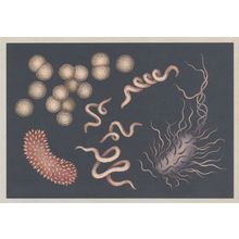 Types Of Bacteria Coccus Bacillus Trichinella Spiralis Science Postcard