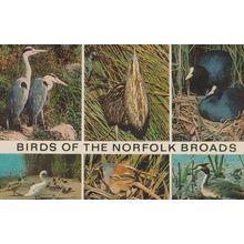 Norfolk Broads Bird Birds Of The Waters Heron Bearded Tit Mute Swans Postcard