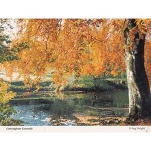 Knaresborough Conyngham Grounds in Autumn Golden Leaves Postcard