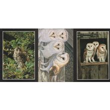 Barn Forest Owls & Painting 3x Owl Postcard s