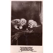 Kittens Playing With Surely Tiny Birds Egg Antique Cat RPC Postcard