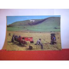 STRAW BALING UNDER THE WHITE HORSE, WESTBURY, WILTSHIRE. unused postcard (a) =