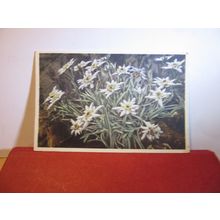 EDELWEISS flowers Swiss used postcard =