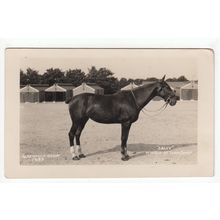 Horse Sally Winner of the Team Jump 1933 Aldershot Show RP Postcard