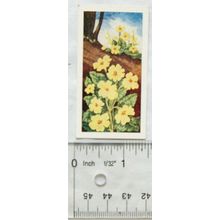 1960 Sweetule Wild Flowers No. 1 Primrose