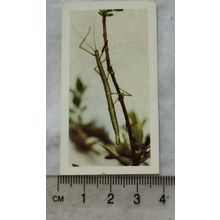 1960 Horniman's Tea card Pets No. 47 Stick Insect