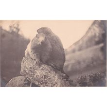 Switzerland Pontresina Graubunden Marmots Antique Postcard