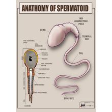 Spermatoid Anatomy 2 Poster Canvas Movie Film Print A0 A1 A2 A3 A4 A5 A6 Art Wal