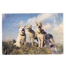 PERFORMING ALSATION DOGS AND CHEETAH used postcard .1963 postmark J Arthur Dixon