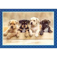 Blank Inside Greeting Card - 00924