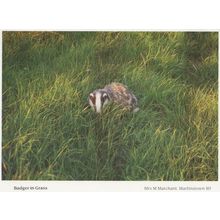 Dorset Badger In Grass Postcard