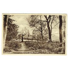 Hertfordshire postcard The Woods Sarratt