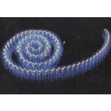 Snail Made Of Glowing People Procession Award Photo Postcard