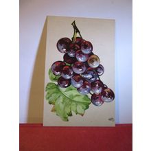 GRAPES ART series. unused antique postcard by Raphael Tuck c.1905 =