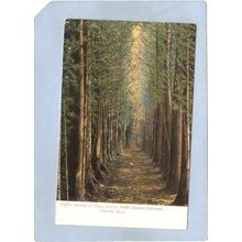 MA Concord Avenue Of Pines Next To Battle Ground Entrance ma_box2~804