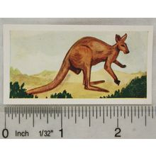 Neilson's Interesting Animals card No. 17 Kangaroo