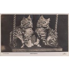 Sweethearts Cat On A Swing Lovers Real Photo Cats Swinging Postcard
