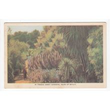 In Tresco Abbey Gardens Isles of Scilly Postcard IS32