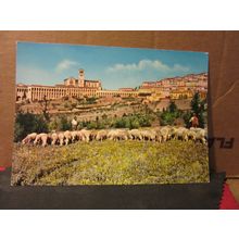 FLOCK OF SHEEP, ASSISI, ITALY vintage unused postcard