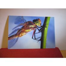 NORFOLK HAWKER DRAGONFLY unused postcard =