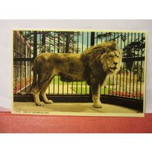 LION, BRISTOL ZOO, BRISTOL unused postcard by Harvey Barton in 1960 =