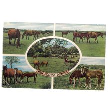 NEW FOREST PONIES, multiview. used postcard 1960 postmark by Valentine =