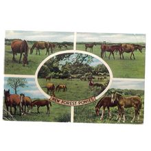 NEW FOREST PONIES, multiview. used postcard 1960 postmark by Valentine