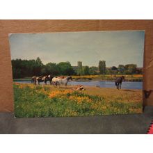 PONIES BY THE RIVOR AVON, CHRISTCHURCH, DORSET.. used postcard 1961 pm =