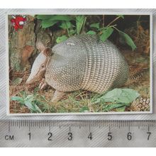 Unusual Friends of the Laughing Cow No. 11 The Armadillo