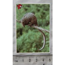 Unusual Friends of the Laughing Cow No. 10 The Pangolin
