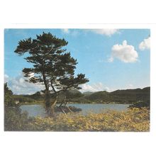 POOLEWE FROM INVEREWE GARDEN, SCOTLAND vintage postcard unused J.Arthur Dixon =