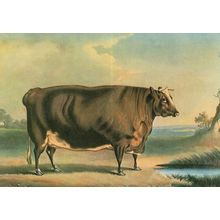 Short Horned Heifer Rutland Reared Victorian Agriculture Show Postcard